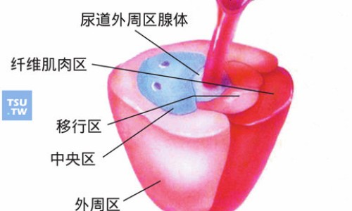 瘊清片功效-专业癃清片功效平台-癃清片的副作用与禁忌