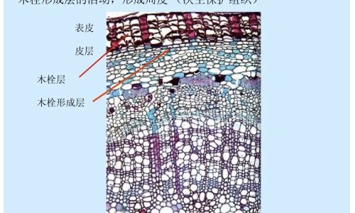 瘊清片功效-专业癃清片功效平台-癃清片的副作用与禁忌