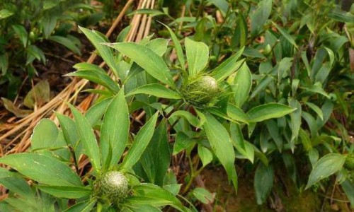瘊清片功效-专业癃清片功效平台-癃清片的副作用与禁忌